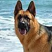 chat with ai character: German Shepherd 
