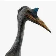 chat with ai character: Quetzalcoatlus