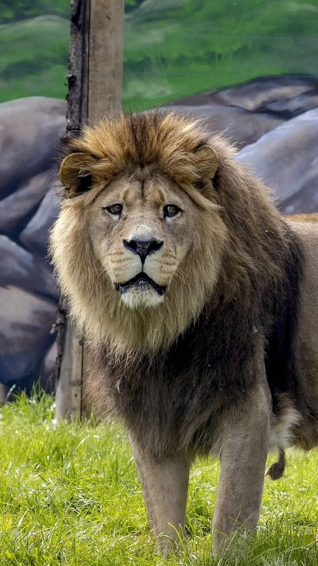 ai character: Big Cat Enclosure  background