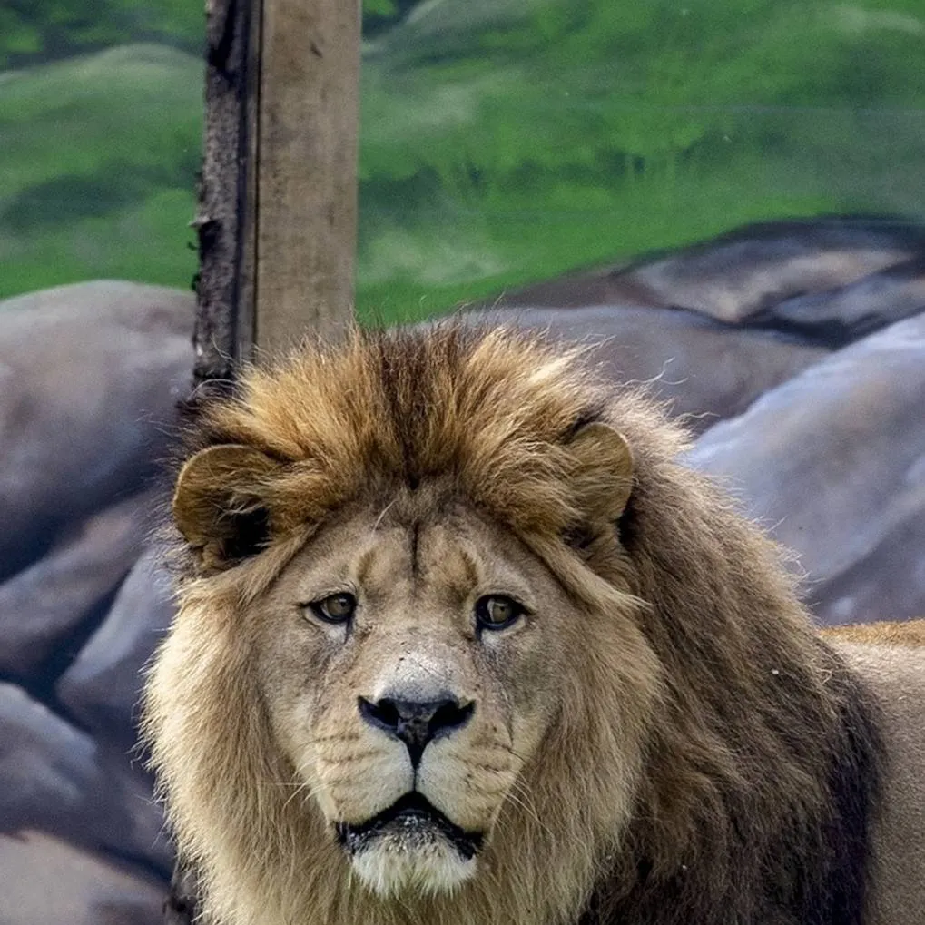 chat with ai character: Big Cat Enclosure 