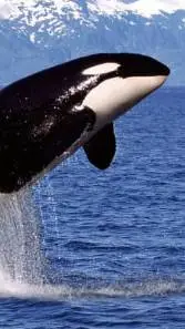 ai character: Aquarium Park background