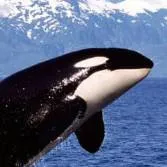 chat with ai character: Aquarium Park