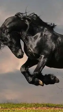 ai character: the black stallion background