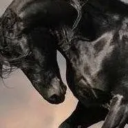chat with ai character: the black stallion