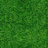 chat with ai character: grass
