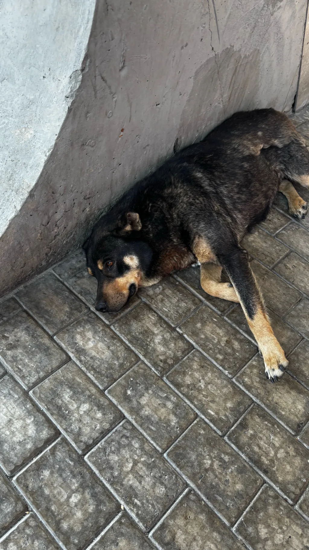 Talkie AI - Chat with Abandoned Dog