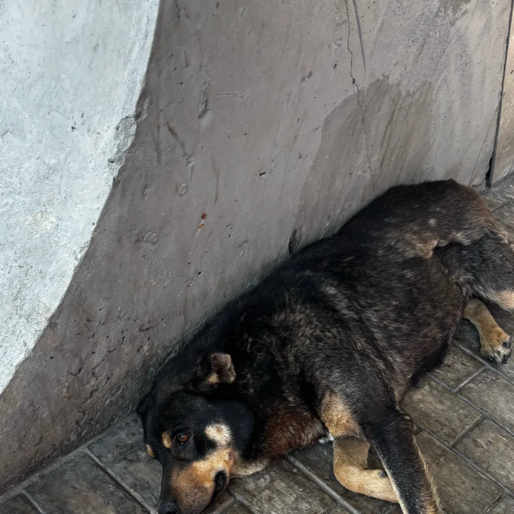 chat with ai character: Abandoned Dog