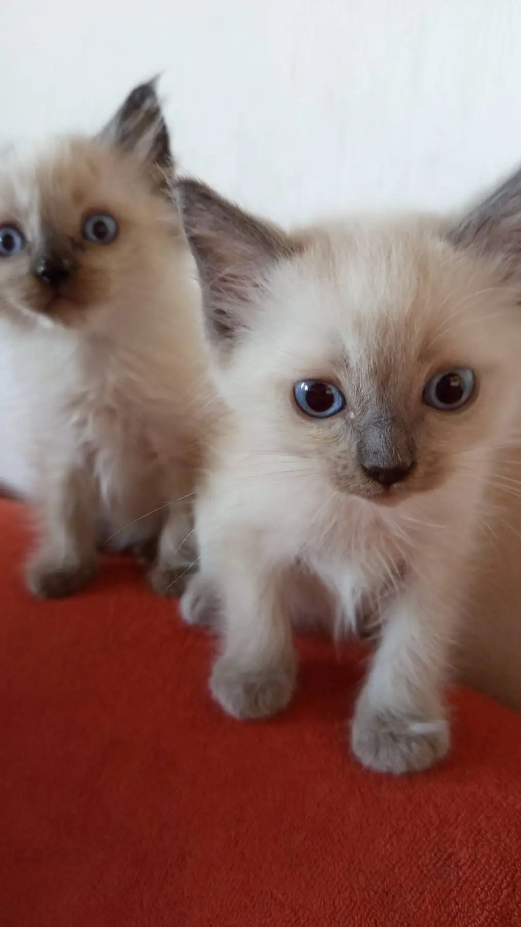 ai character: kittens background