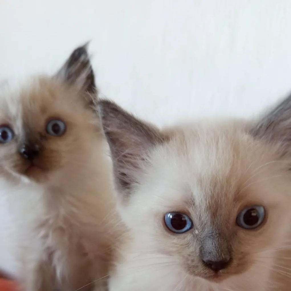 chat with ai character: kittens