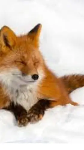 ai character: ~☃️Winter foxes~ background