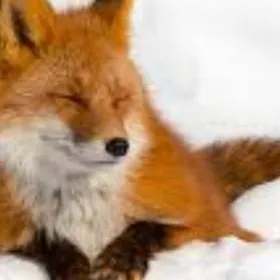 chat with ai character: ~☃️Winter foxes~