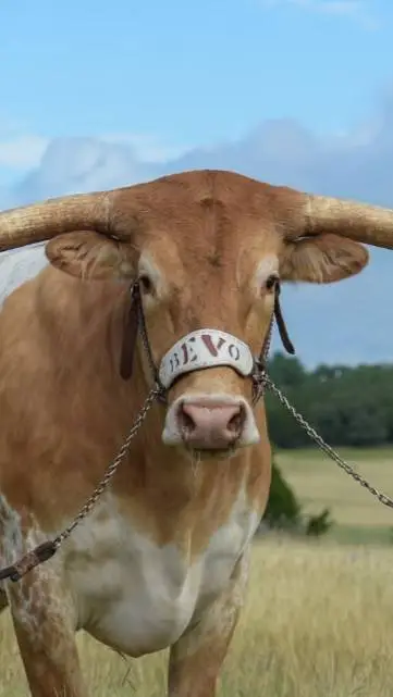 ai character: Bevo  background