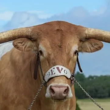 chat with ai character: Bevo 