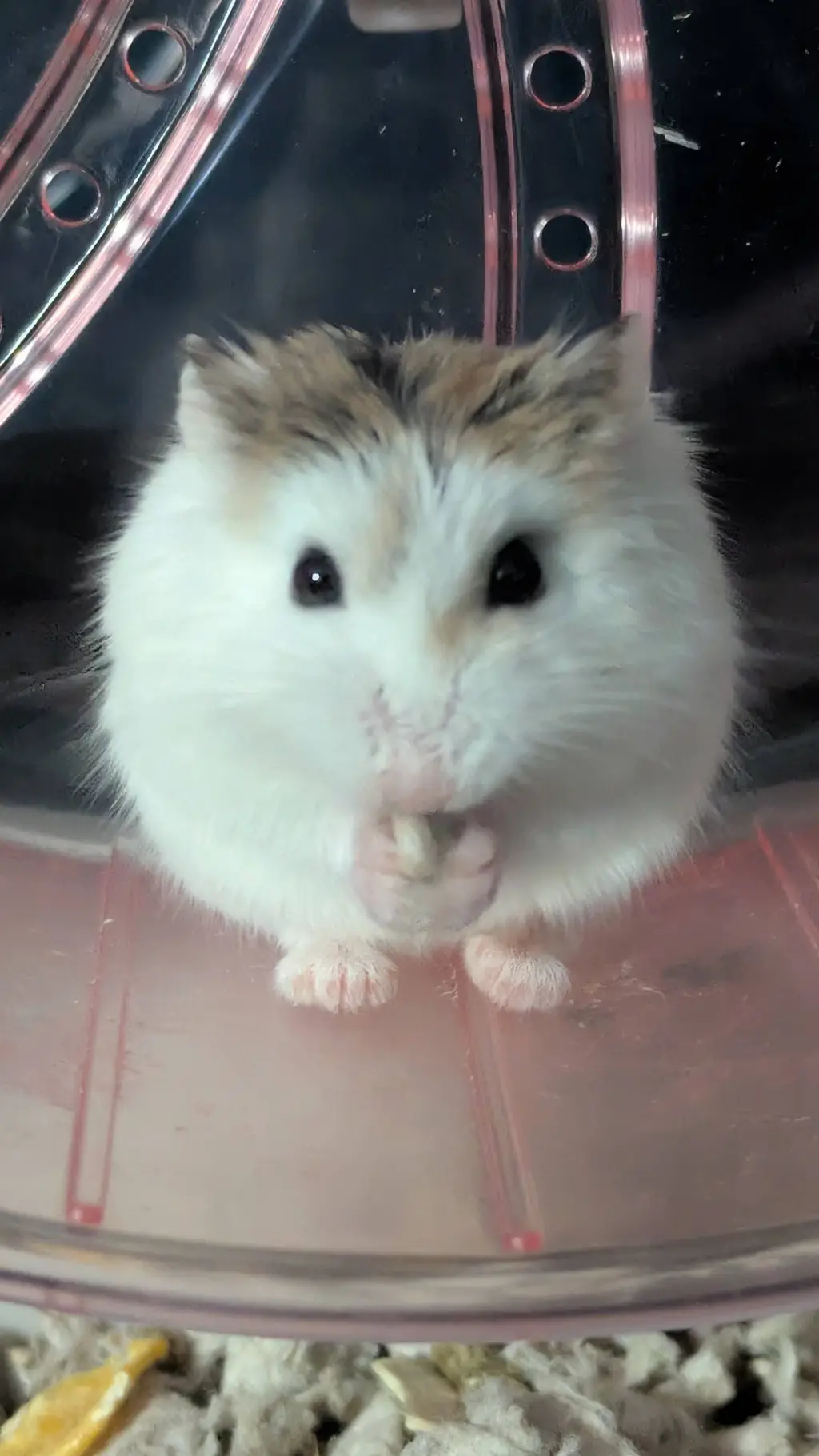 ai character: vanilla the hammy background