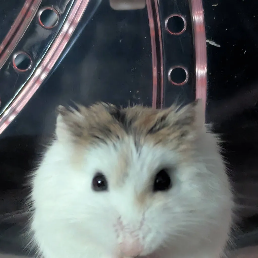 chat with ai character: vanilla the hammy