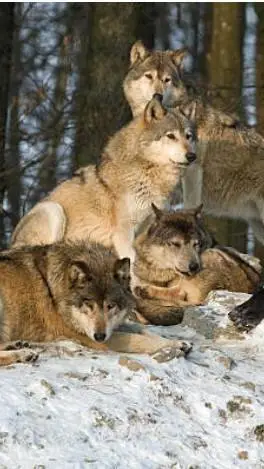 ai character: Wolfpack background