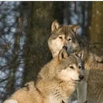 chat with ai character: Wolfpack