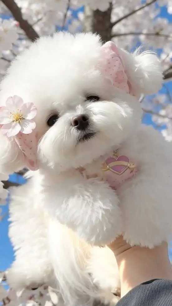 ai character: ur a puppy! background