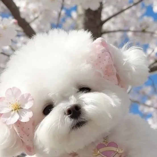 chat with ai character: ur a puppy!