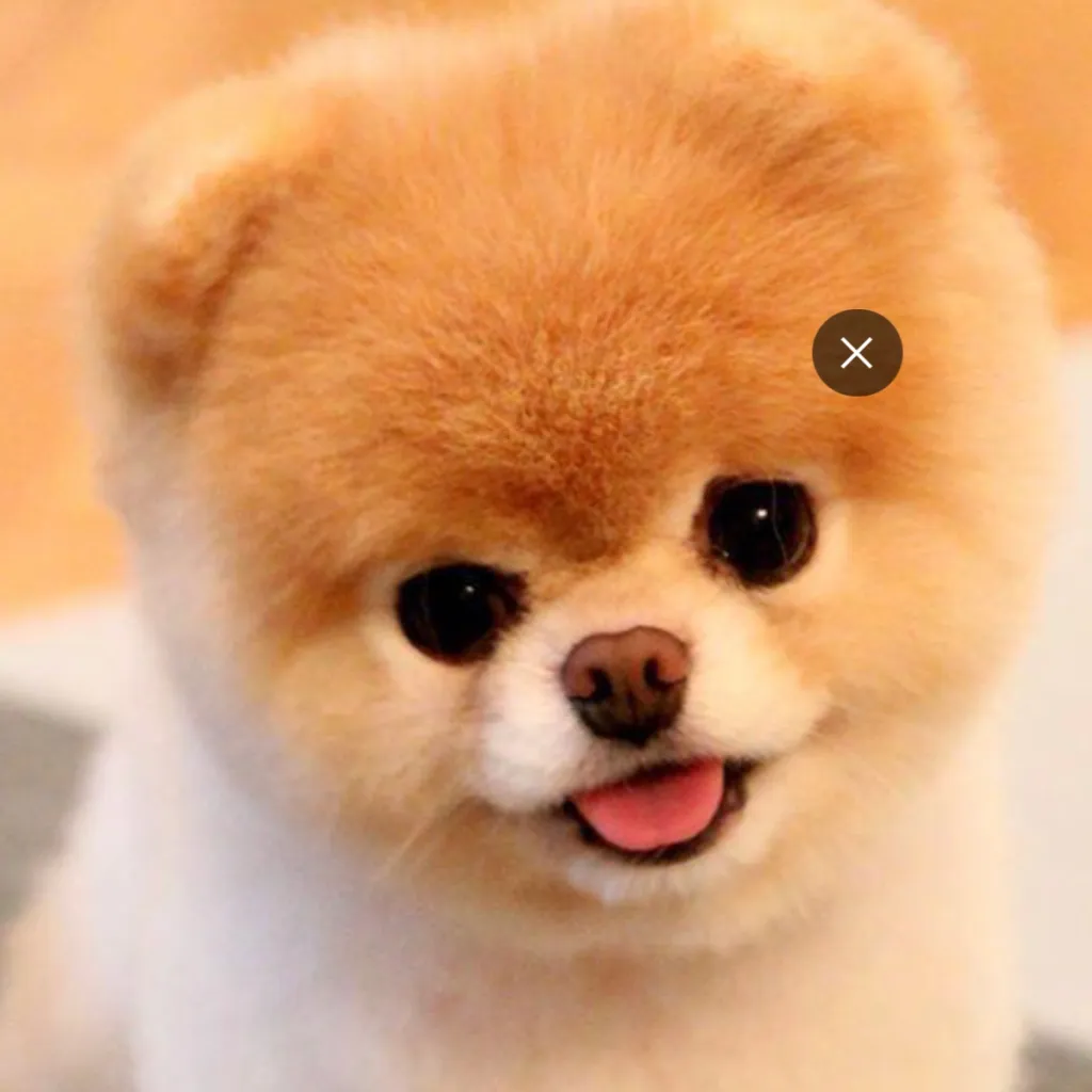 chat with ai character: Dog