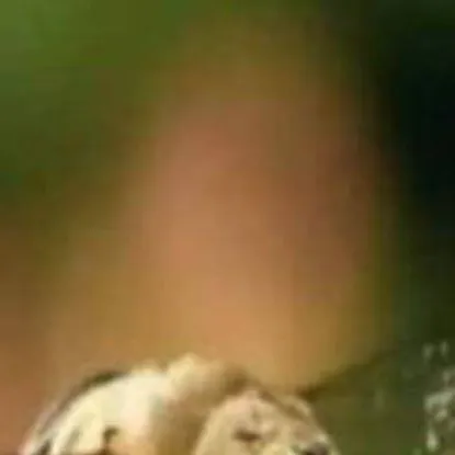 chat with ai character: пчола