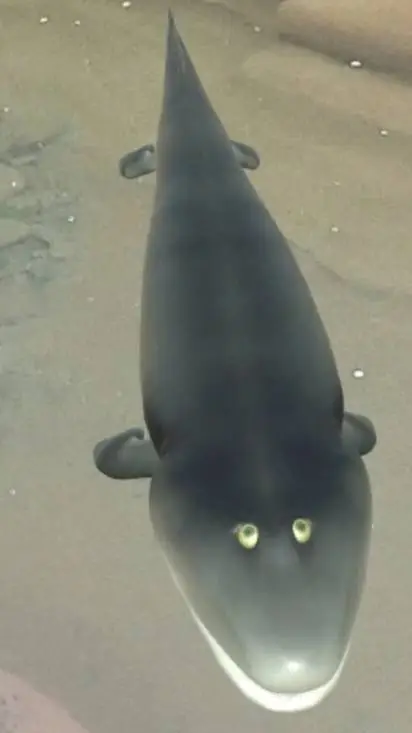 ai character: Tiktaalik  background