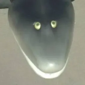 chat with ai character: Tiktaalik 