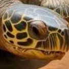 chat with ai character: Tortuga floortuga🐢