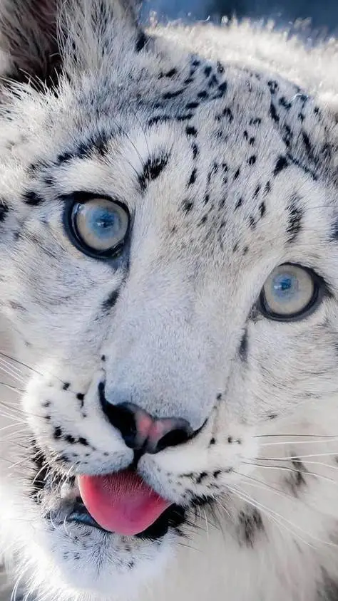 ai character: snow leopard  background