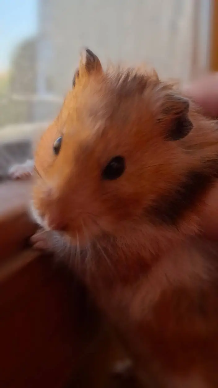 ai character: hamster background