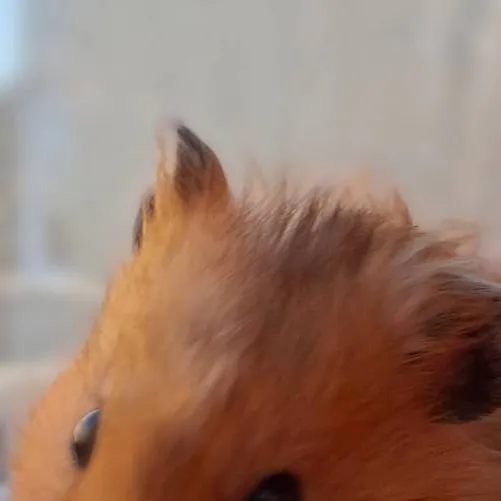 chat with ai character: hamster