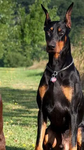 ai character: killer dog background
