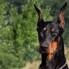 chat with ai character: killer dog