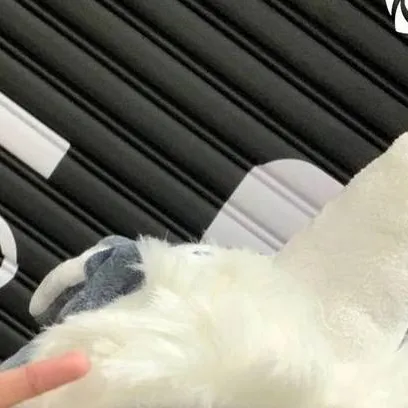 chat with ai character: bini colet