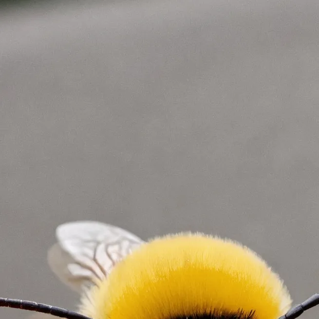 chat with ai character: Adopt me Bee