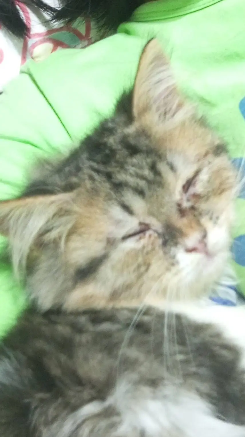 ai character: Forsaken school. background