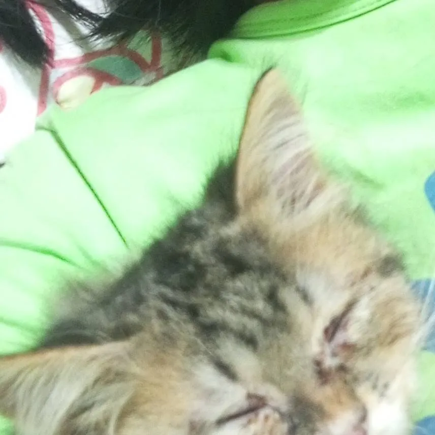 chat with ai character: Forsaken school.