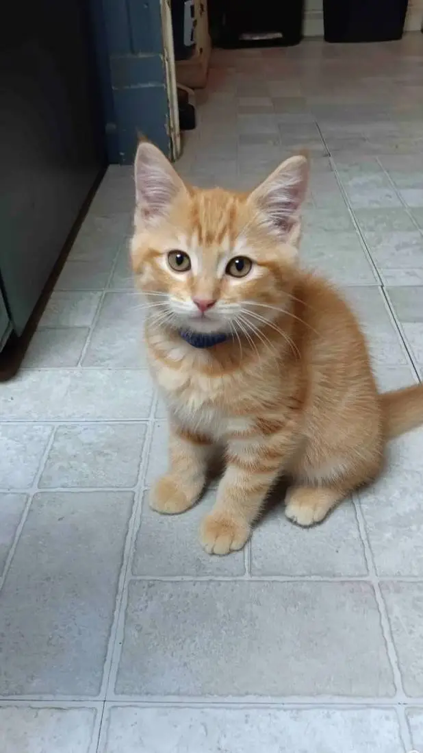 ai character: cat background