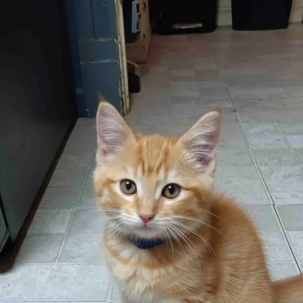 chat with ai character: cat