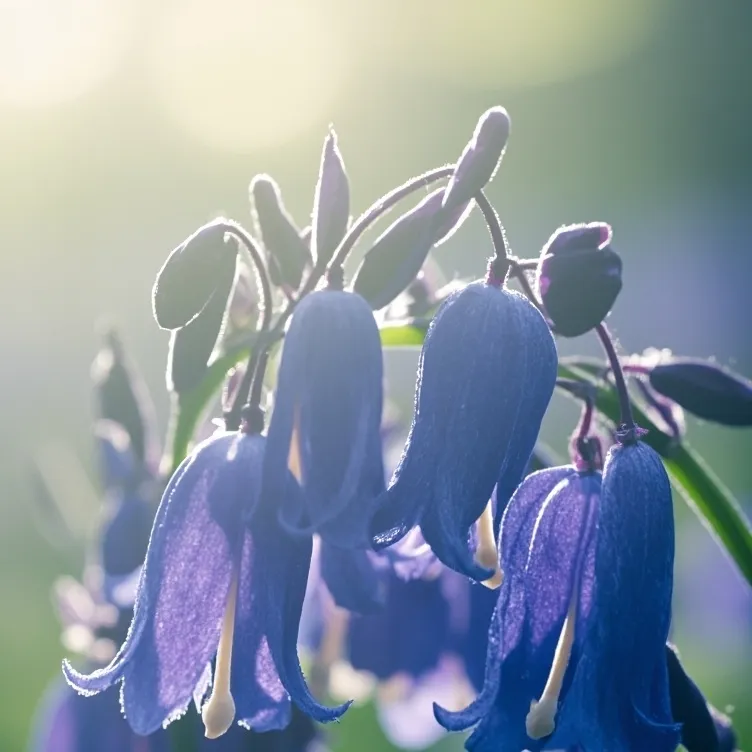 chat with ai character: Bluebell