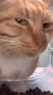 ai character: Mr. fresh background