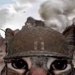 chat with ai character: cat from war