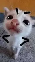 ai character: courius cat background