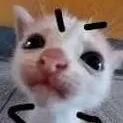 chat with ai character: courius cat