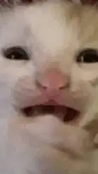 ai character: sad cat background