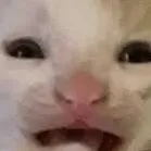 chat with ai character: sad cat