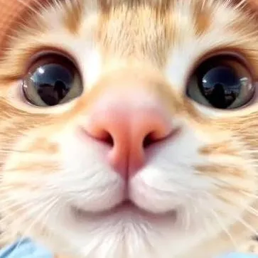 chat with ai character: chill cat