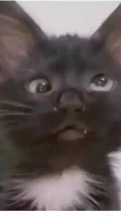 ai character: dumb cat background