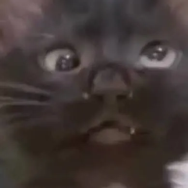 chat with ai character: dumb cat