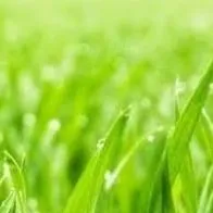 chat with ai character: Grass